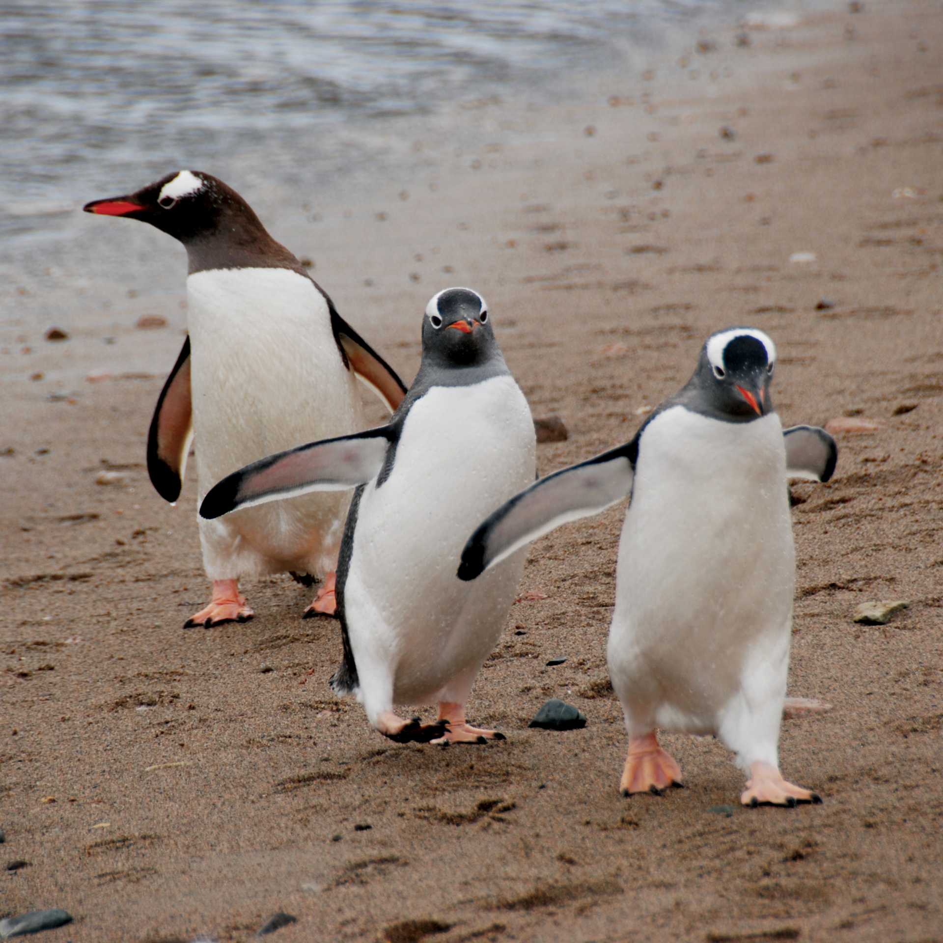 Gentoo parade | Eve Ollington