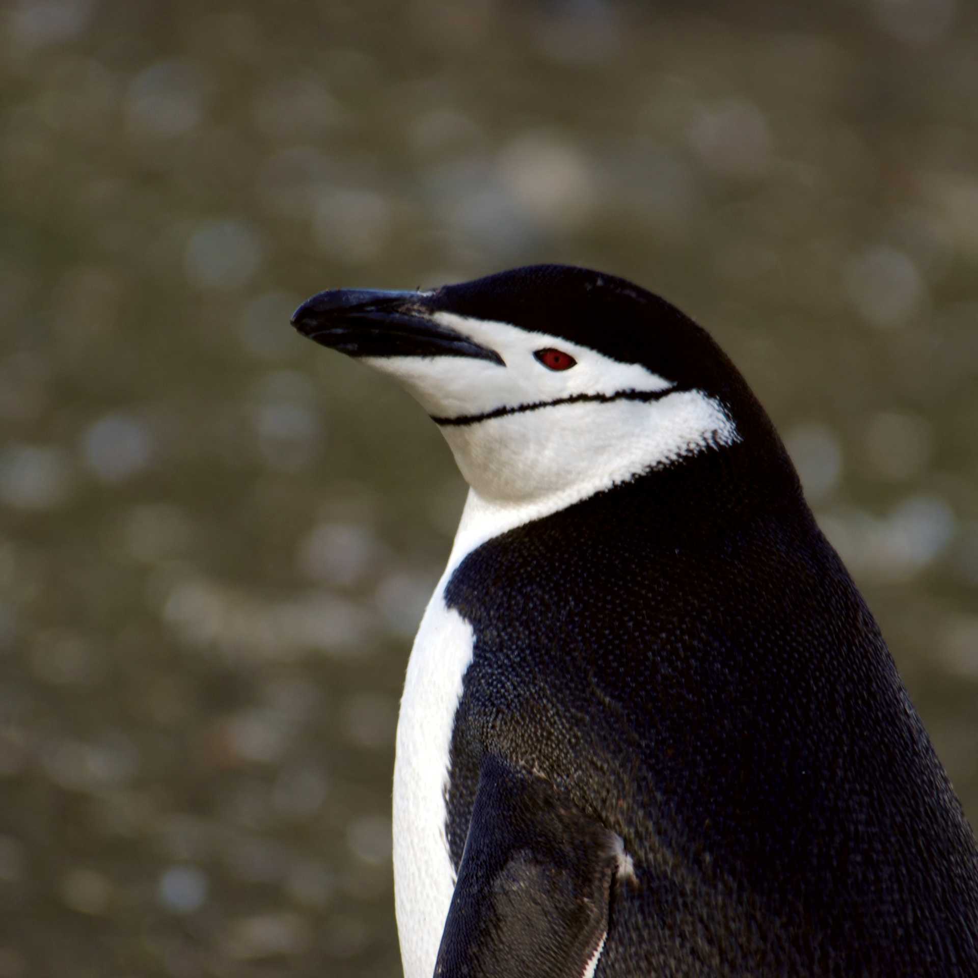 Chinstrap Penguin | Eve Ollington