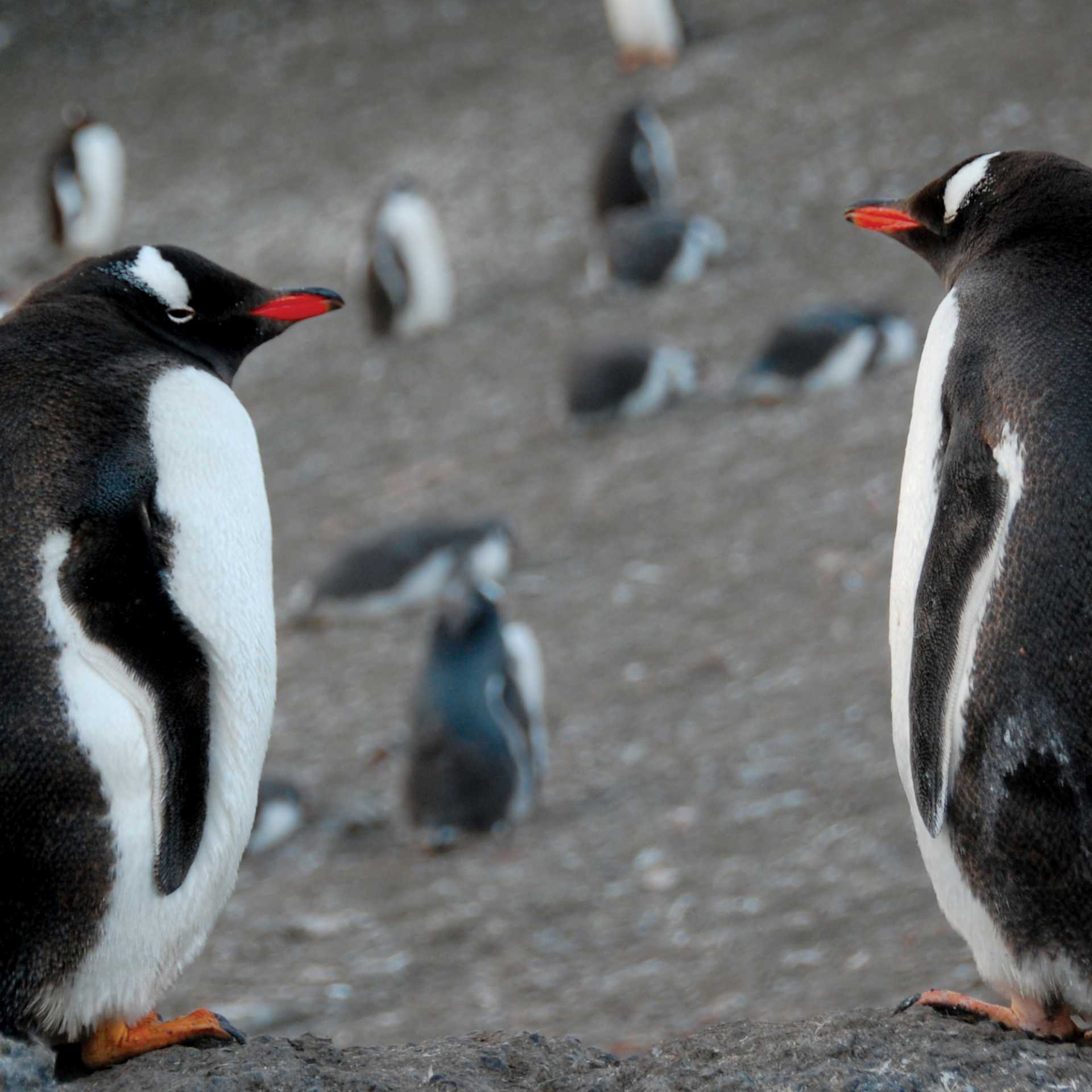 Gentoo pair | Eve Ollington