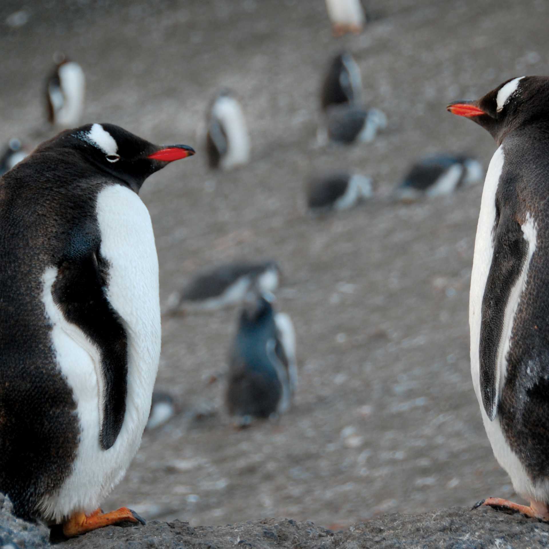 Gentoo pair | Eve Ollington