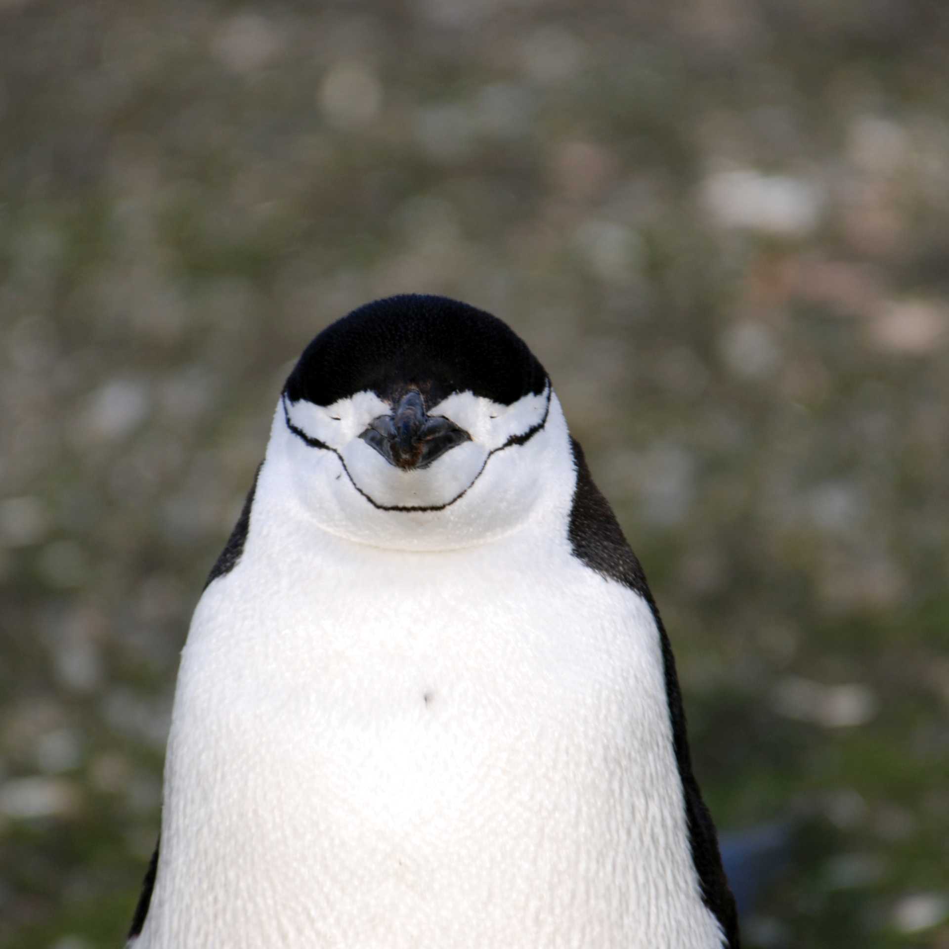 Chinstrap Penguin | Eve Ollington