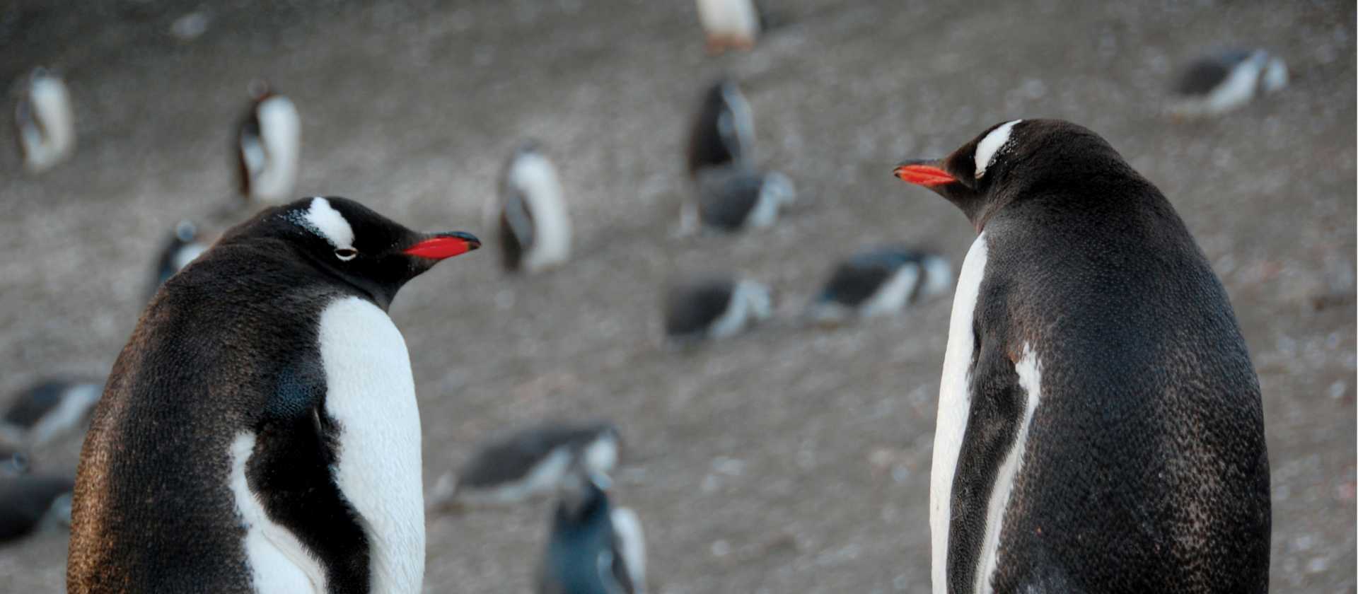 Gentoo pair | Eve Ollington