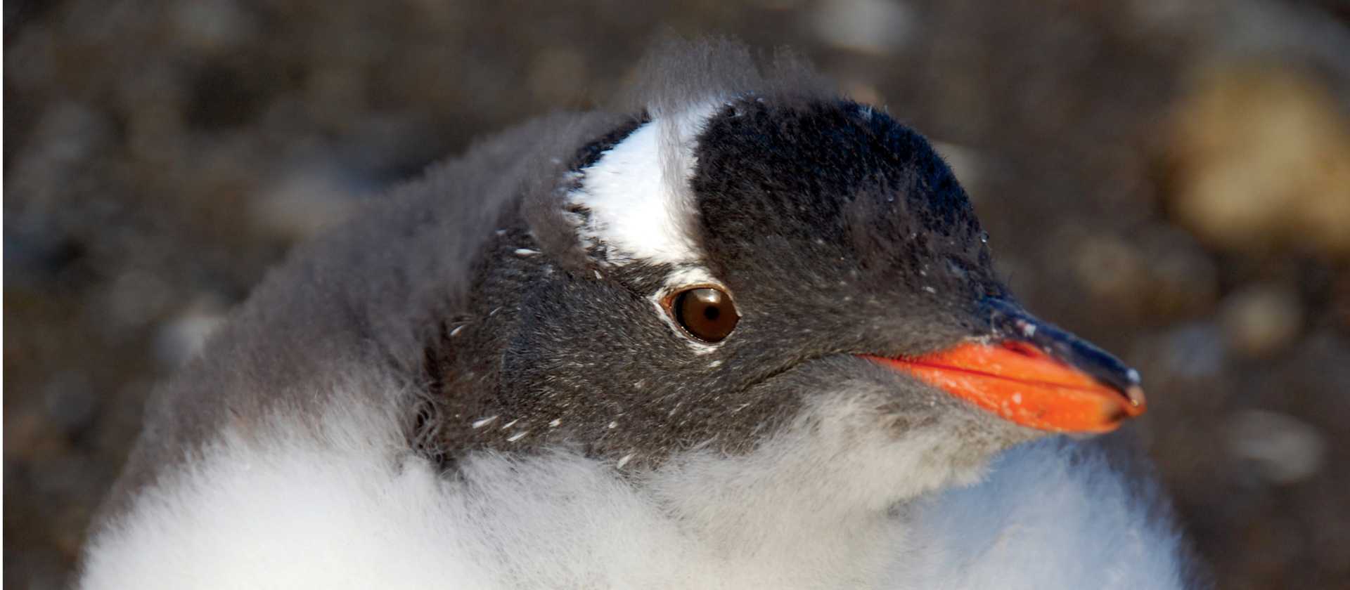 Gentoo chick | Eve Ollington