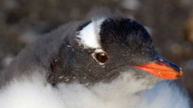 Gentoo chick | Eve Ollington