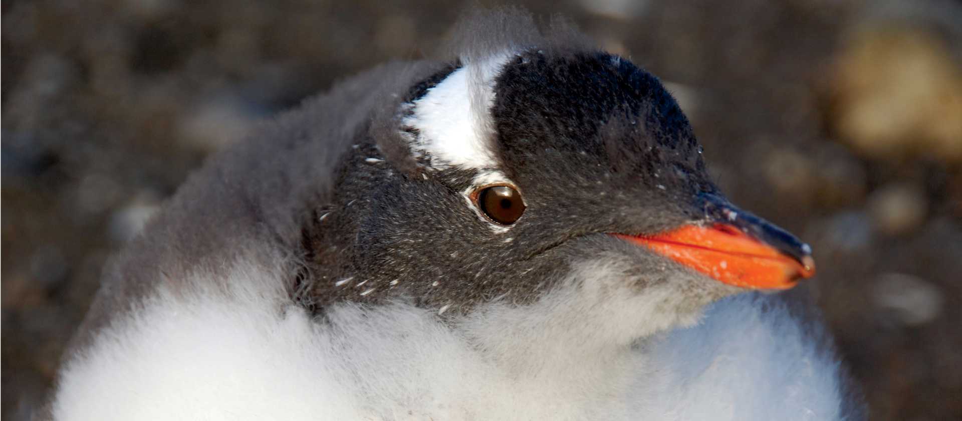 Gentoo chick | Eve Ollington