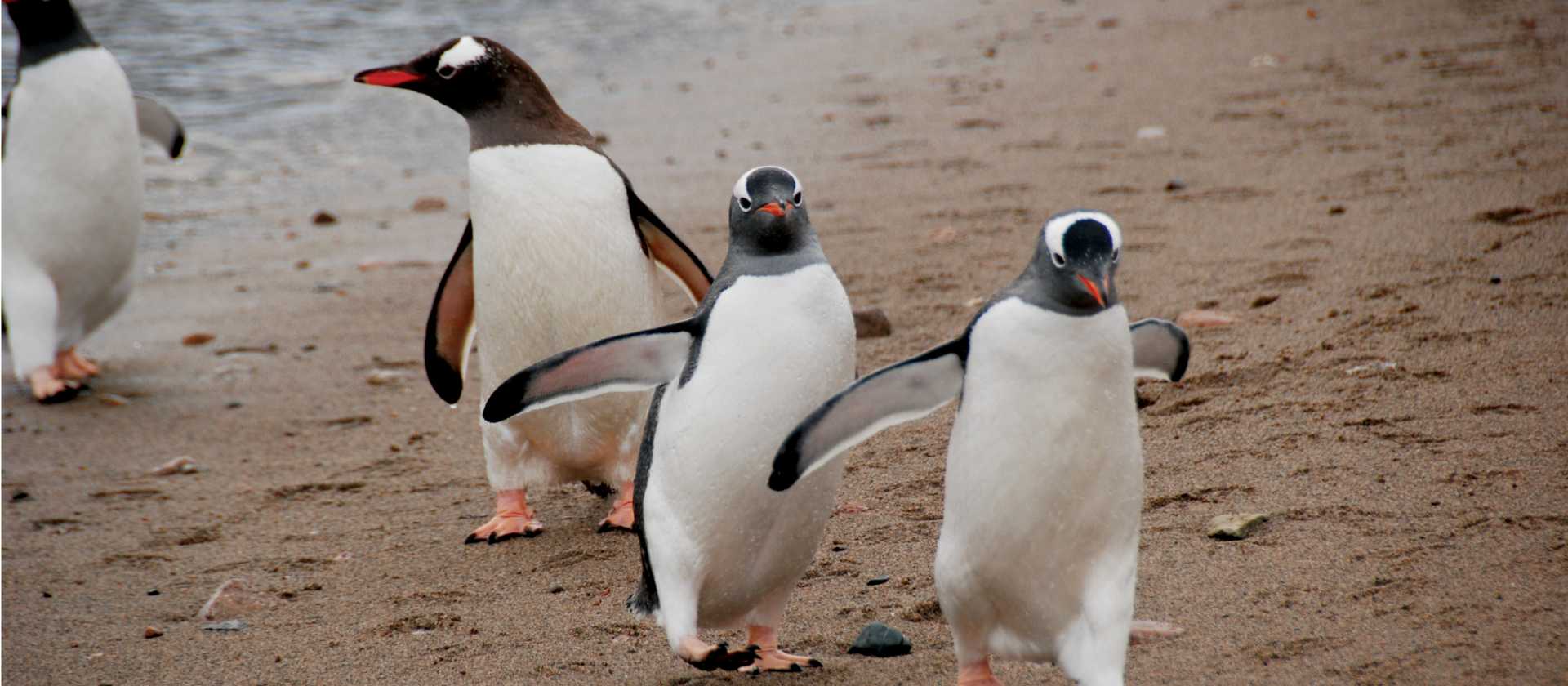 Gentoo parade | Eve Ollington