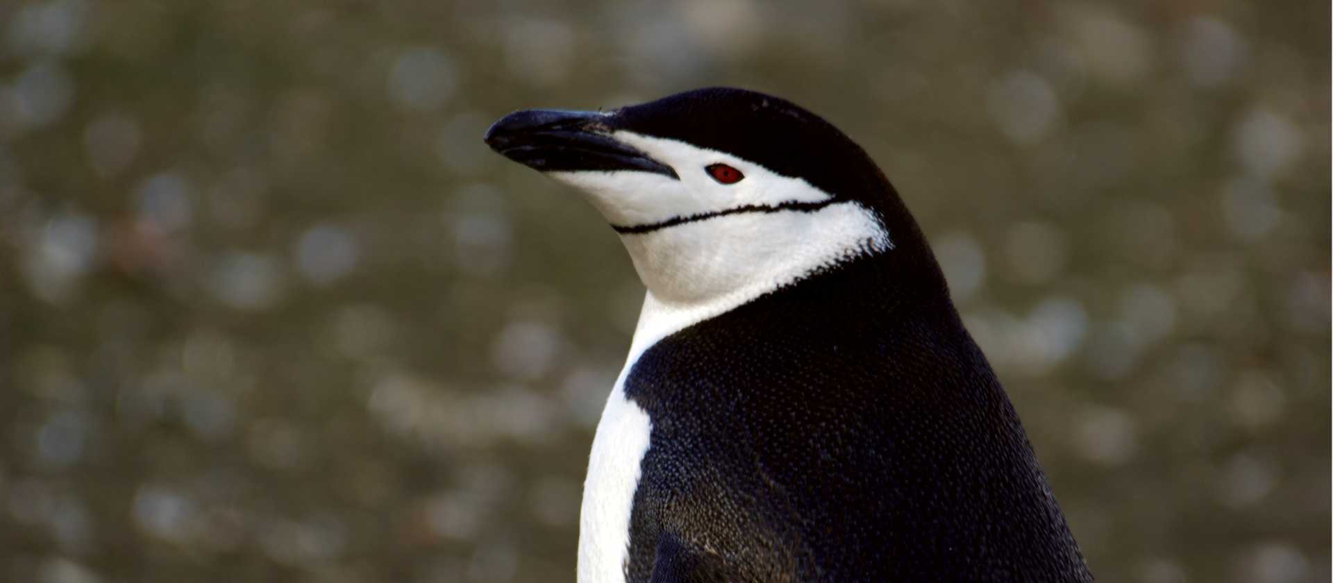 Chinstrap Penguin | Eve Ollington