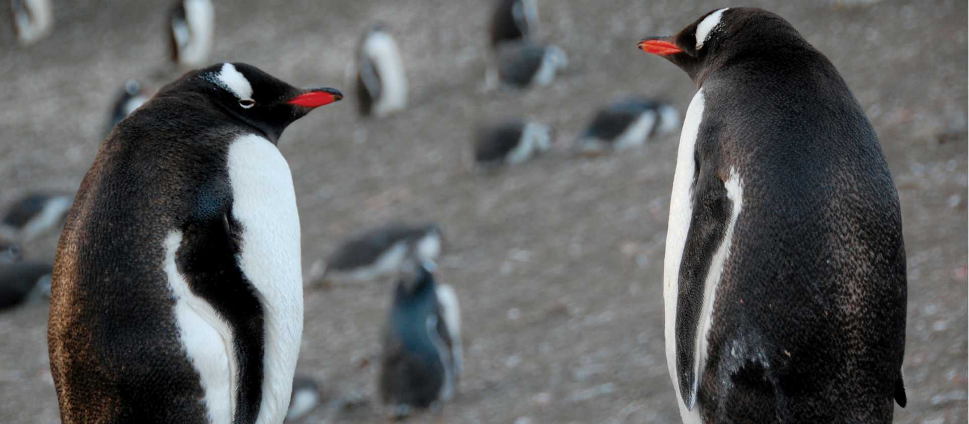 Gentoo pair | Eve Ollington