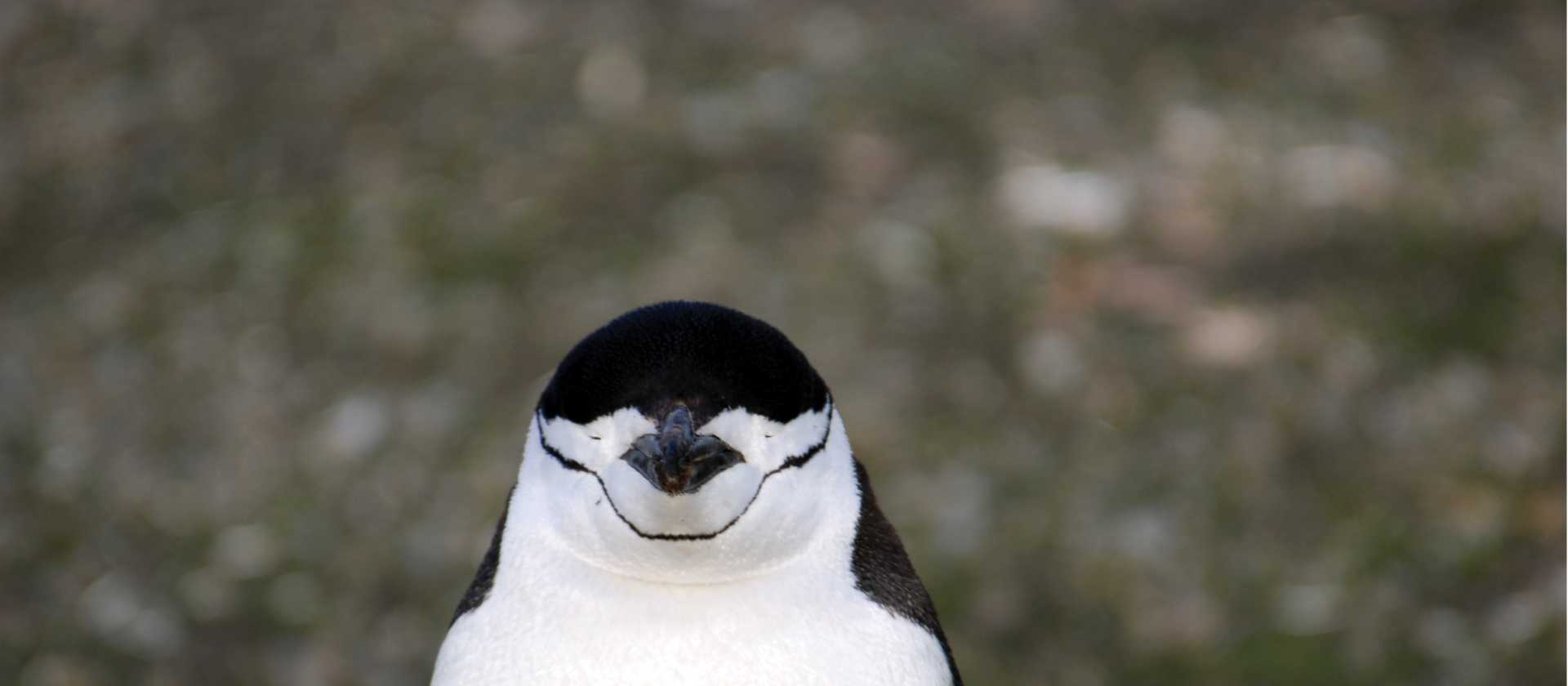 Chinstrap Penguin | Eve Ollington