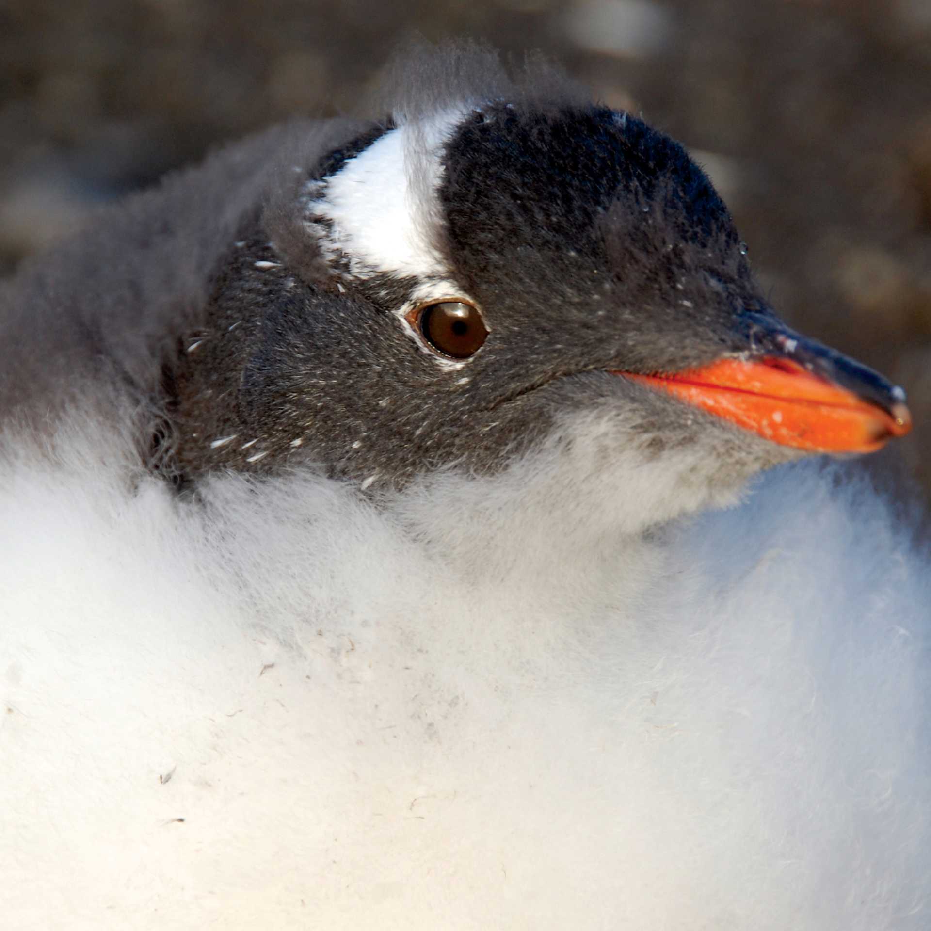 Gentoo chick | Eve Ollington