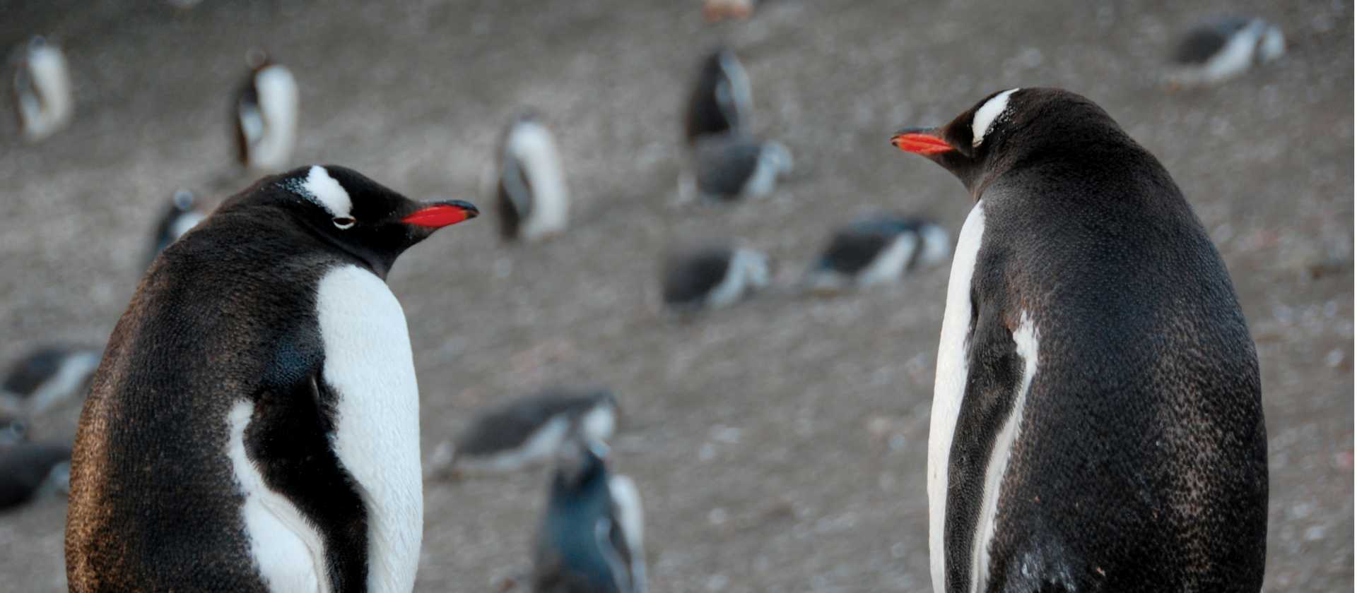 Gentoo pair | Eve Ollington