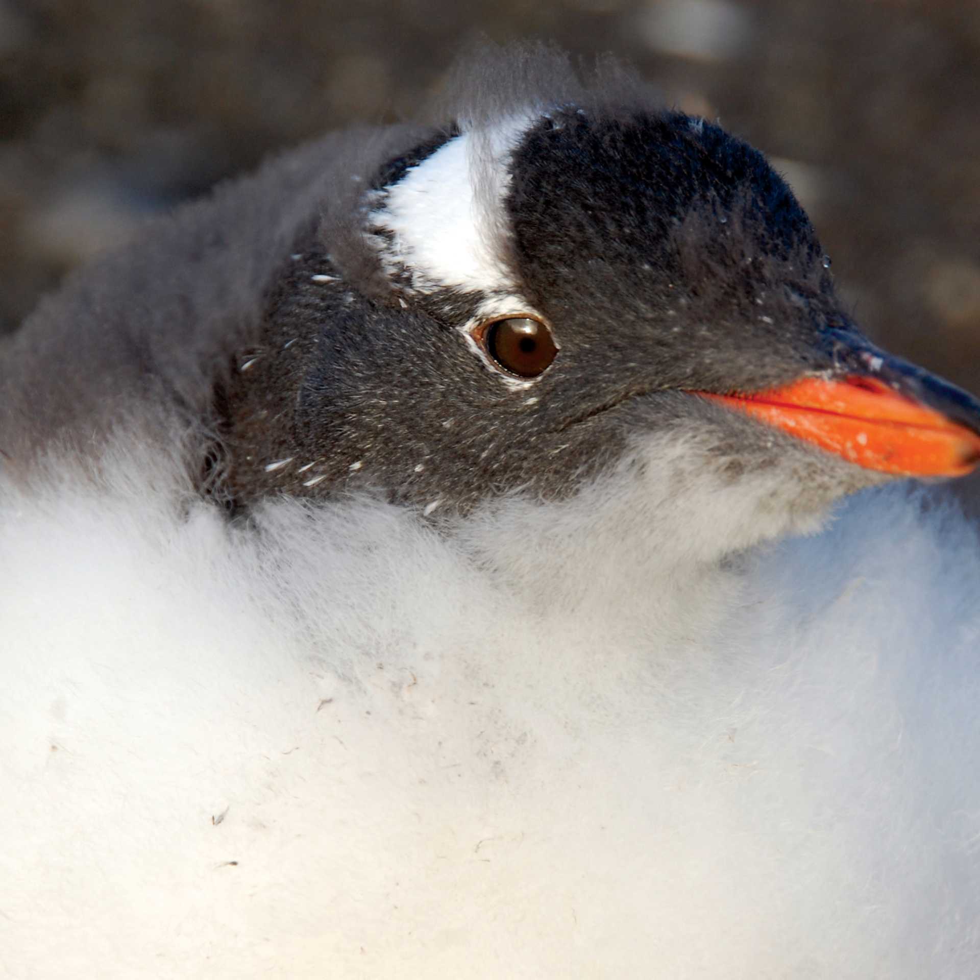 Gentoo chick | Eve Ollington