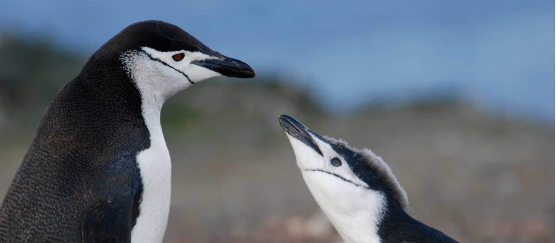 Hungry Chinstrap chick | Eve Ollington