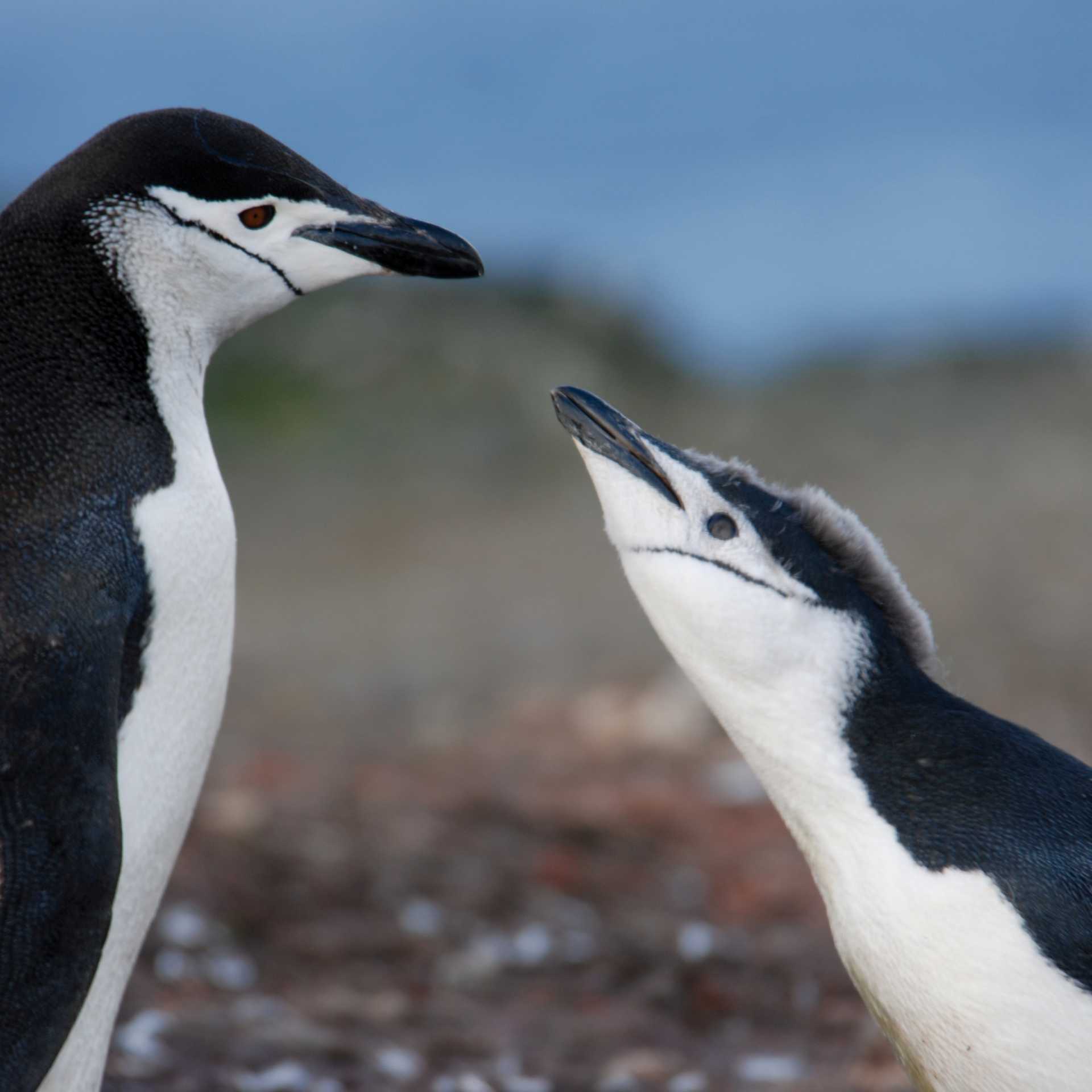 Hungry Chinstrap chick | Eve Ollington