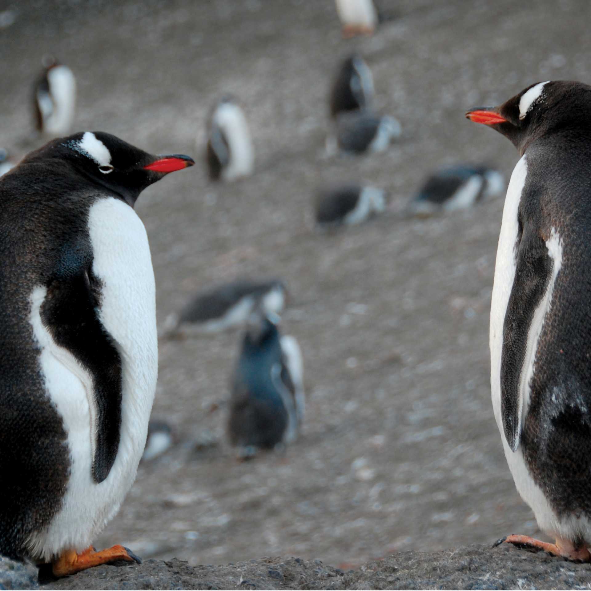 Gentoo pair | Eve Ollington