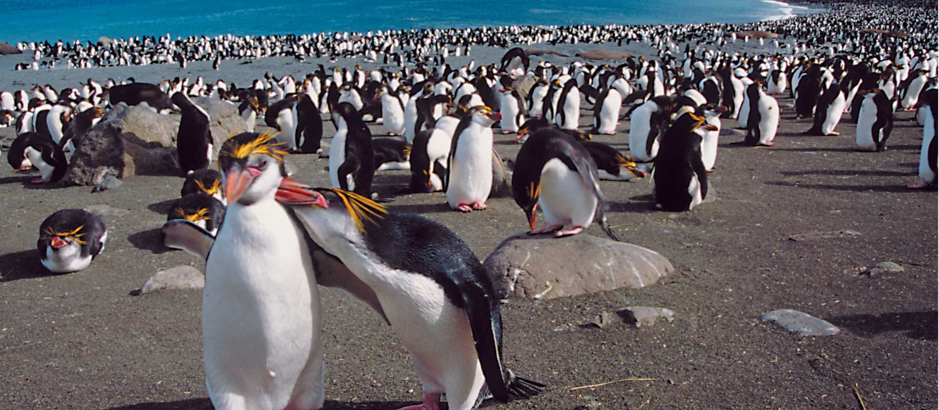 A penguin rookery in Antarctica | Kieren Lawton
