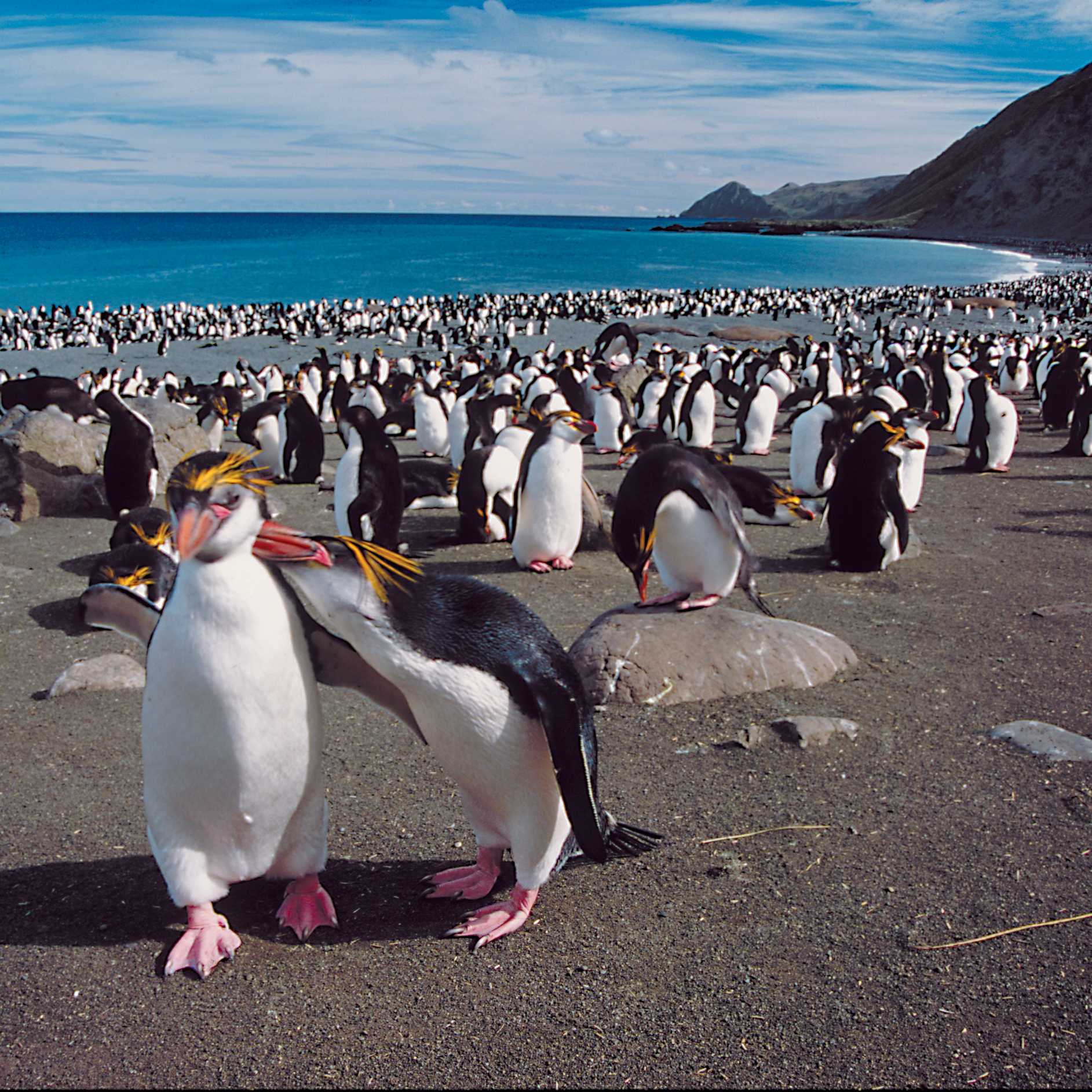 A penguin rookery in Antarctica | Kieren Lawton