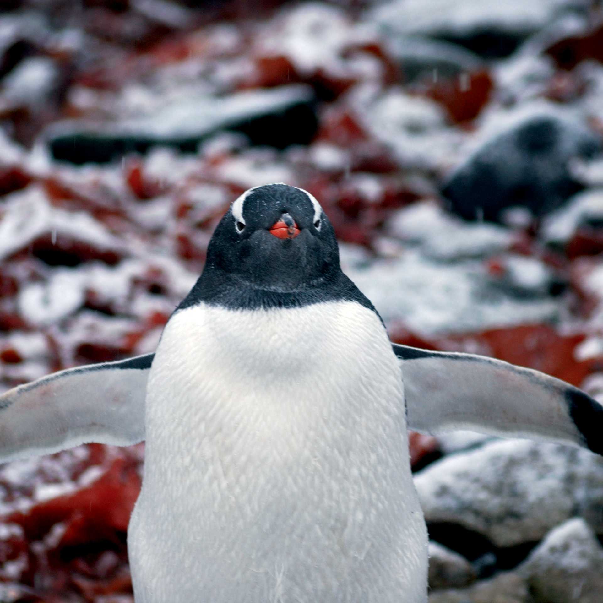 Playful Penguins | Scott Pinnegar