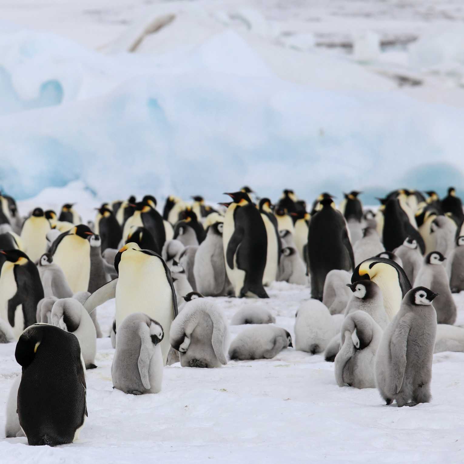 Colony of Emperor Penguins and their chicks | Kyle Super