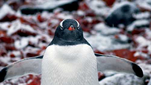 Playful Penguins | Scott Pinnegar