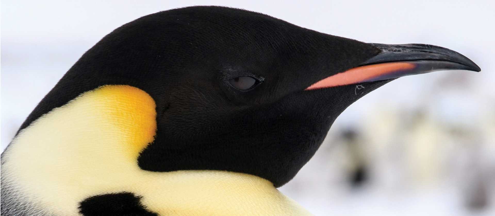 Distinct markings of the Emperor penguin | Kyle Super