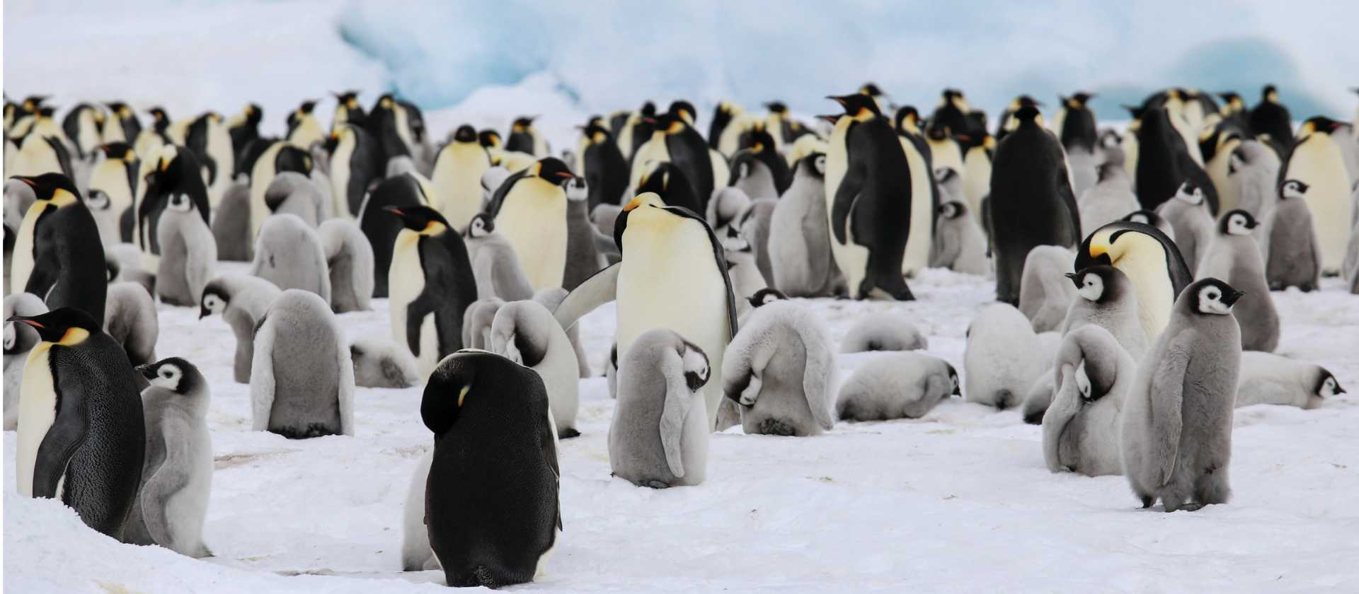 Colony of Emperor Penguins and their chicks | Kyle Super