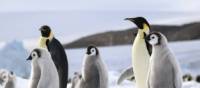 Majestic Emperor Penguins with their young | Kyle Super