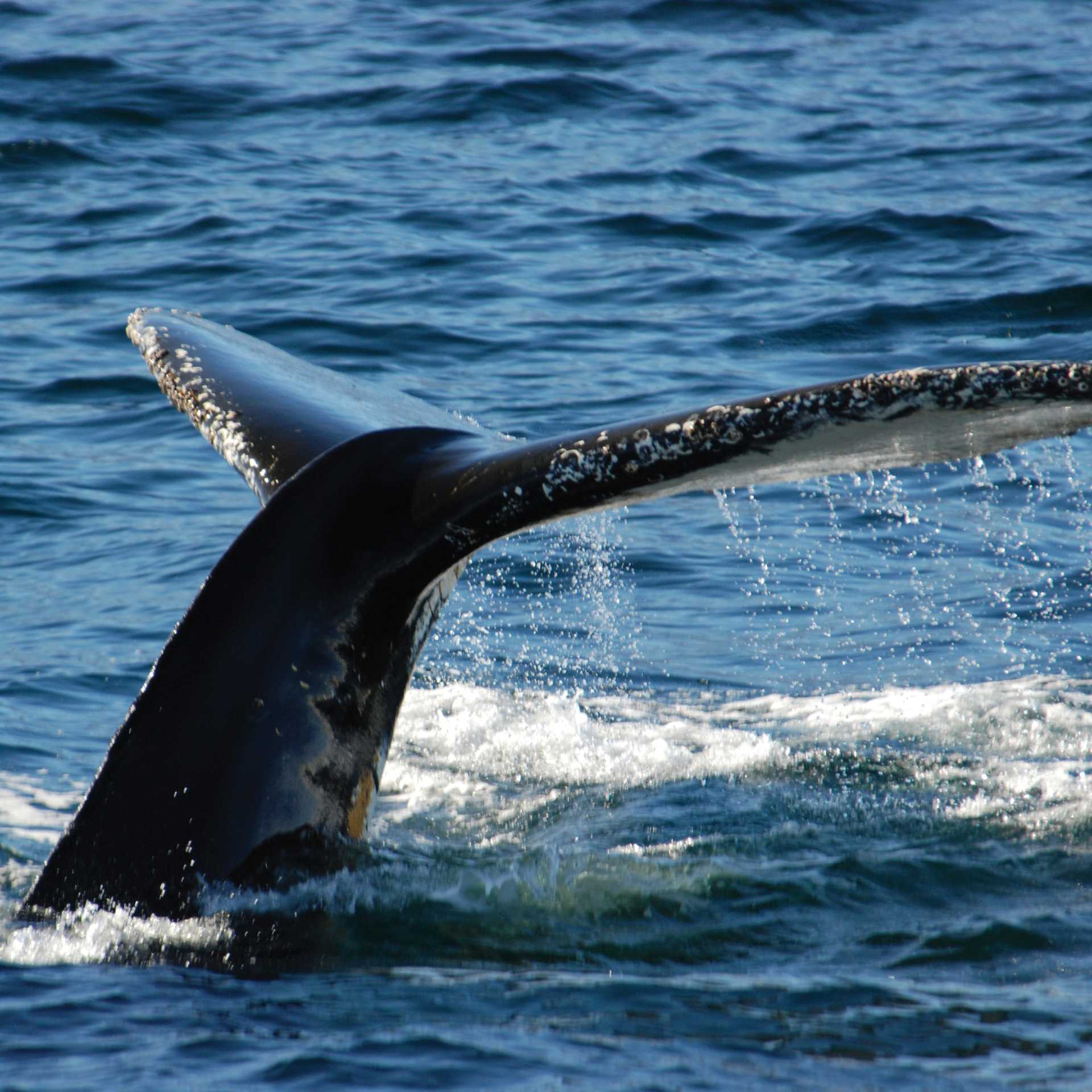 Breaching whale, Antarctic Peninsula