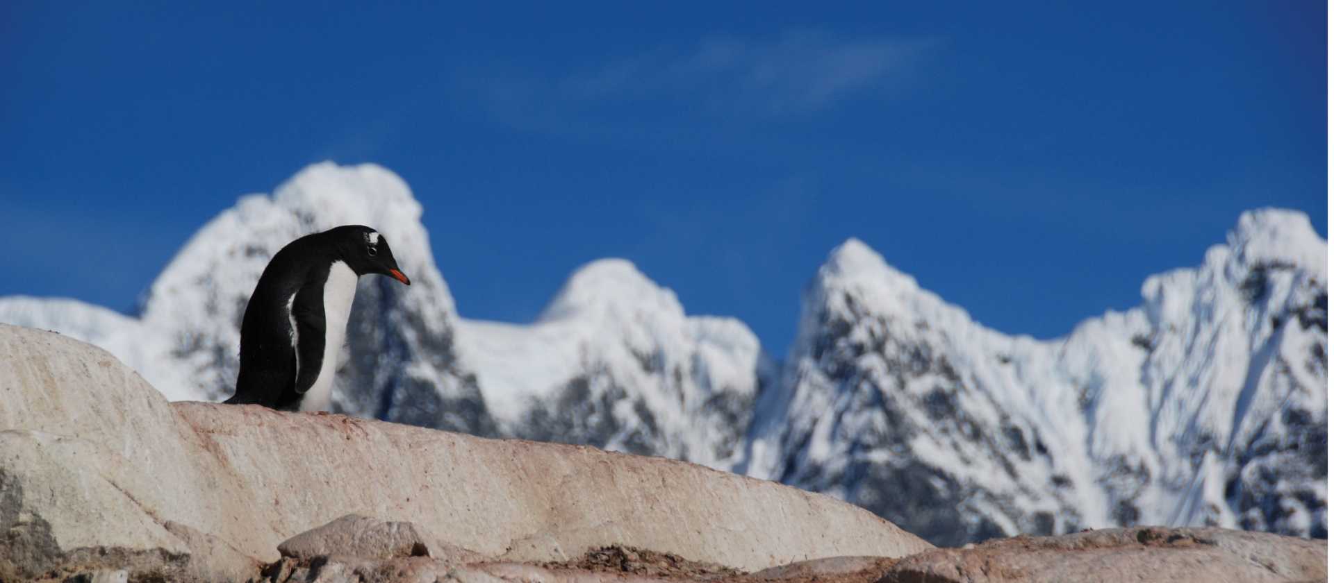 A lone Gentoo Penguin