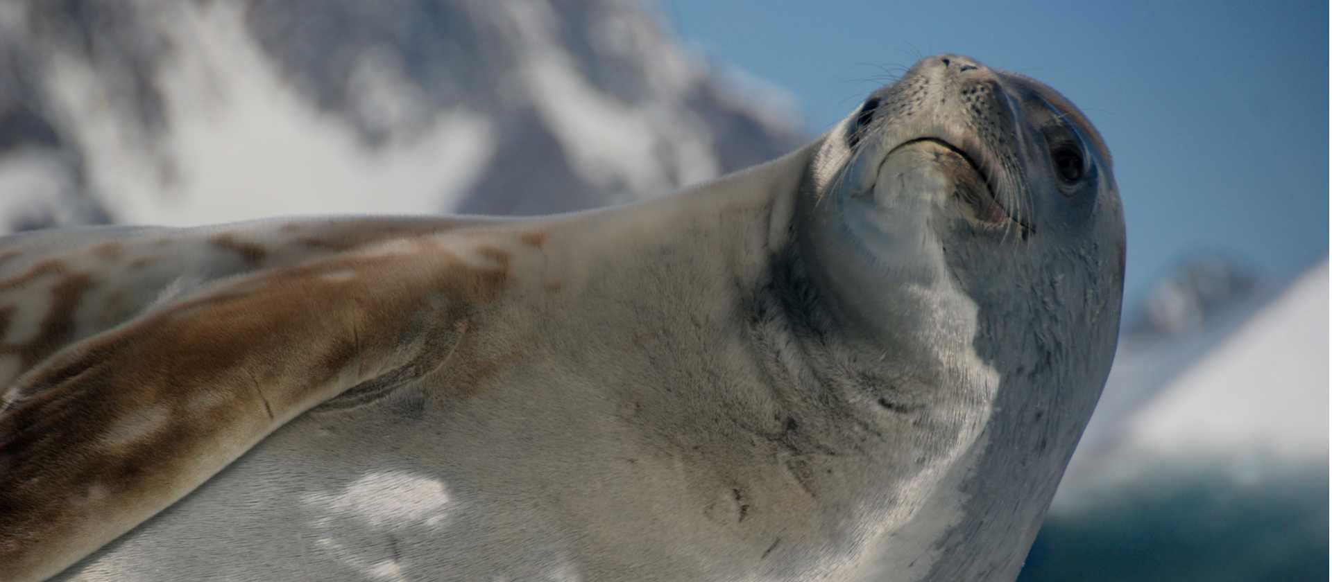 Crabeater Seal, Antarctica