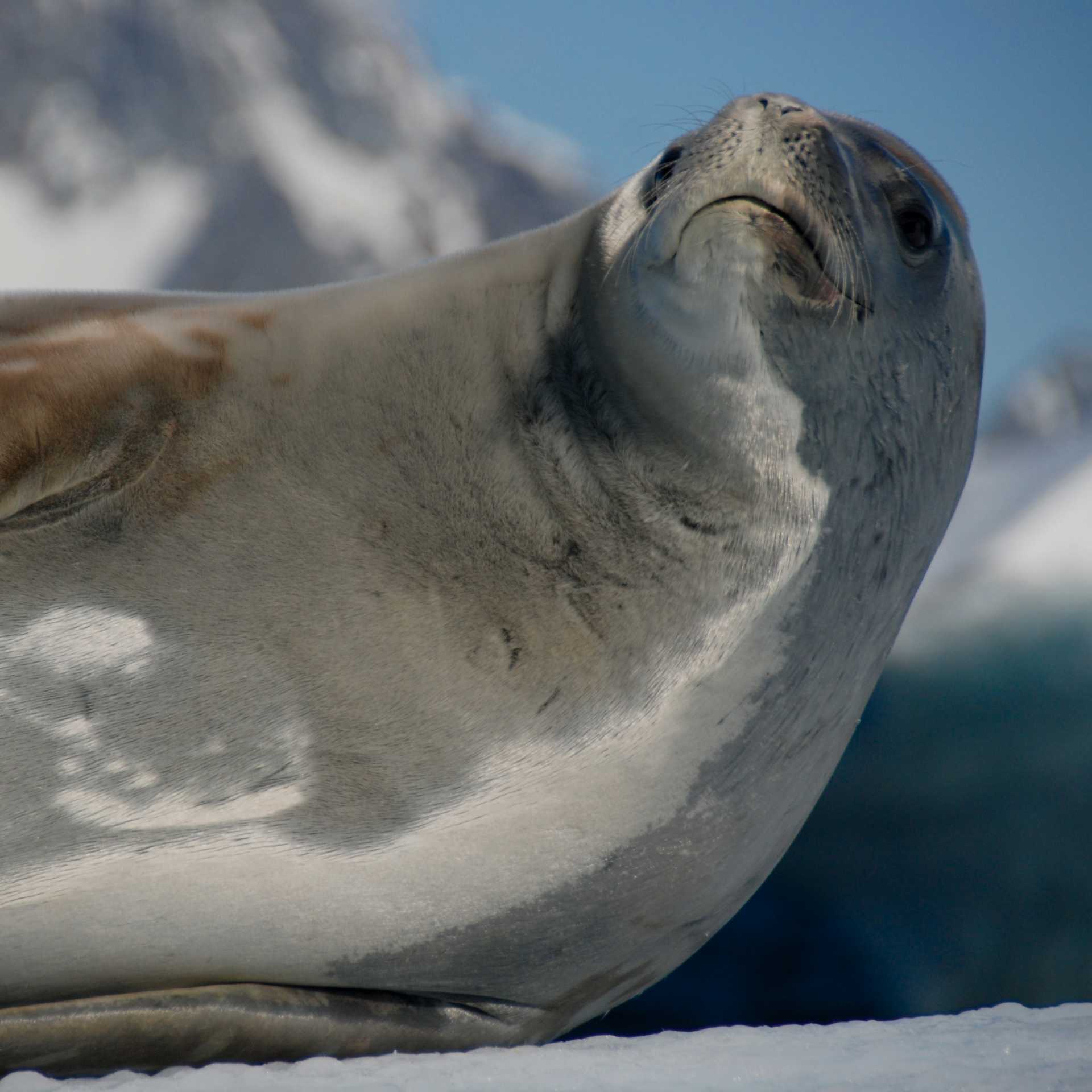 Crabeater Seal, Antarctica