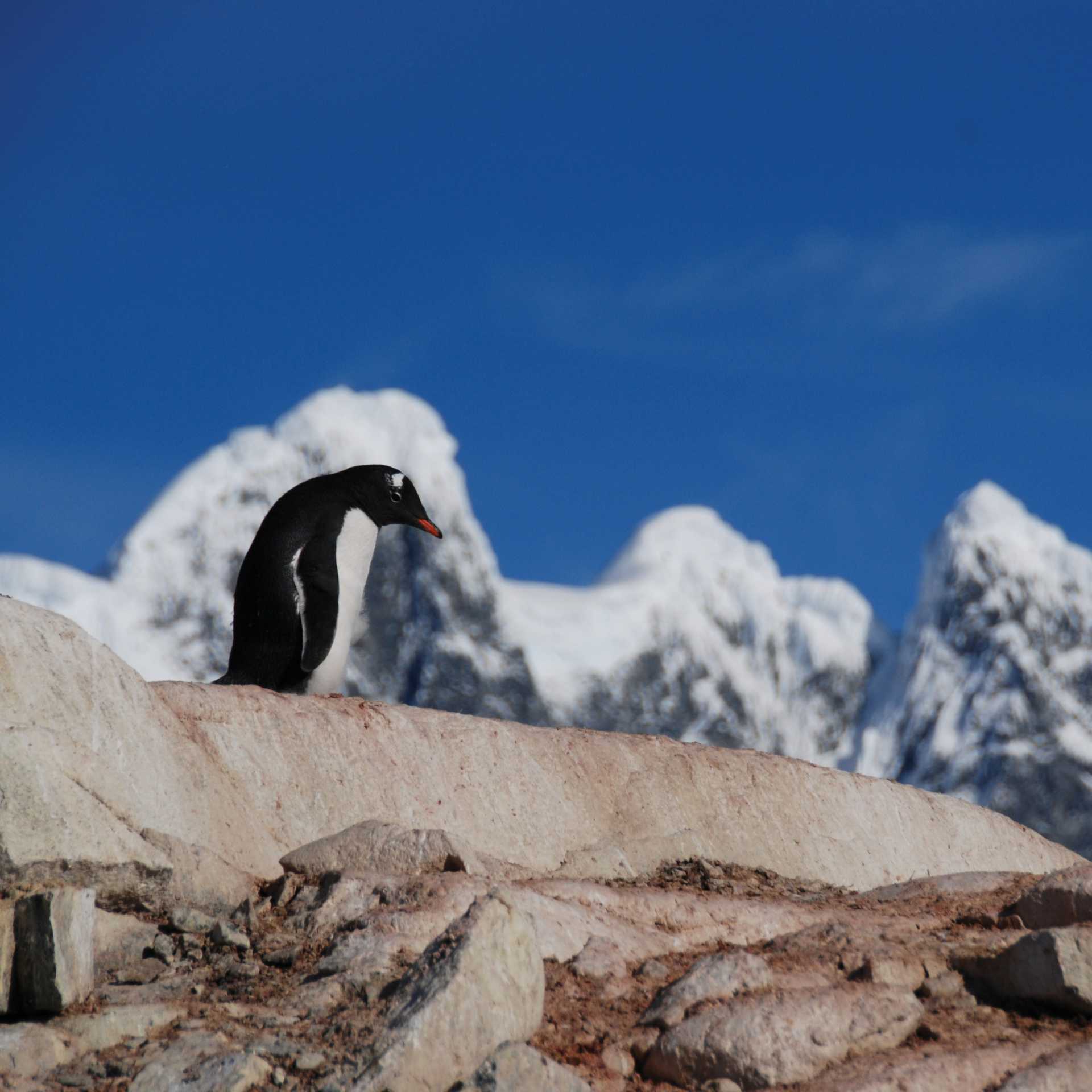 A lone Gentoo Penguin