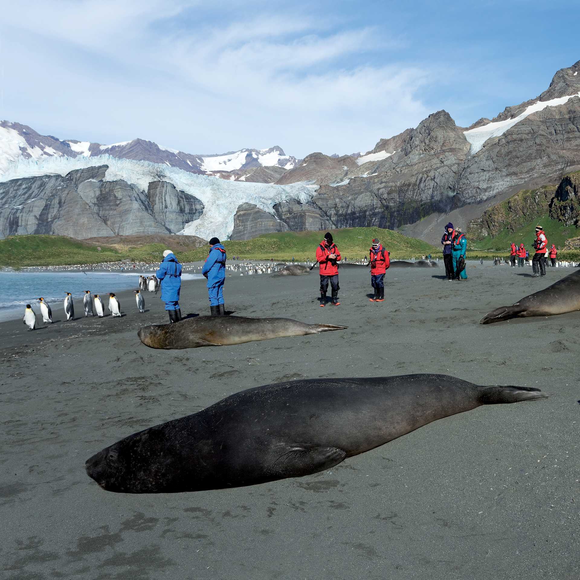 The wildlife rich beaches of South Georgia | Peter Walton