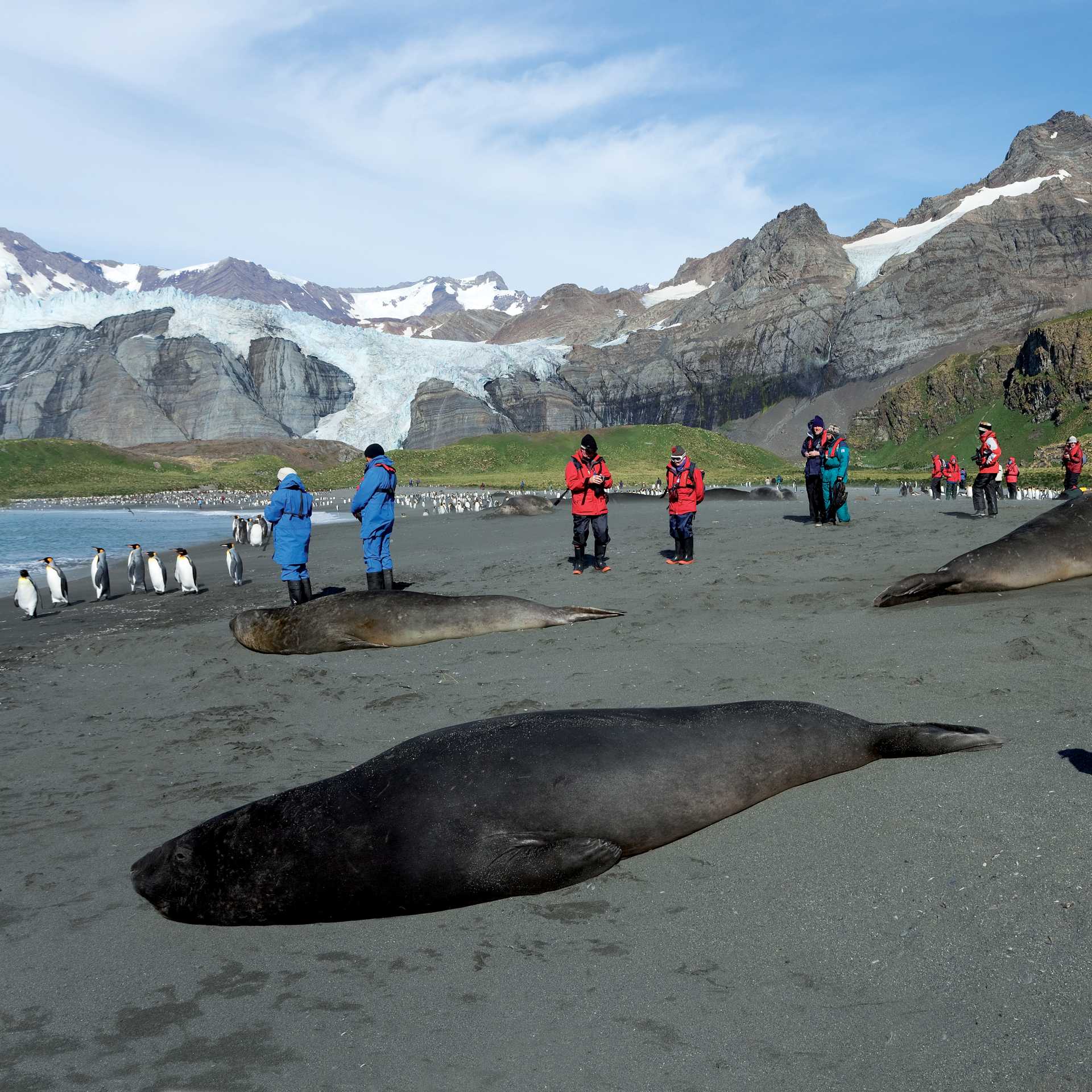 The wildlife rich beaches of South Georgia | Peter Walton