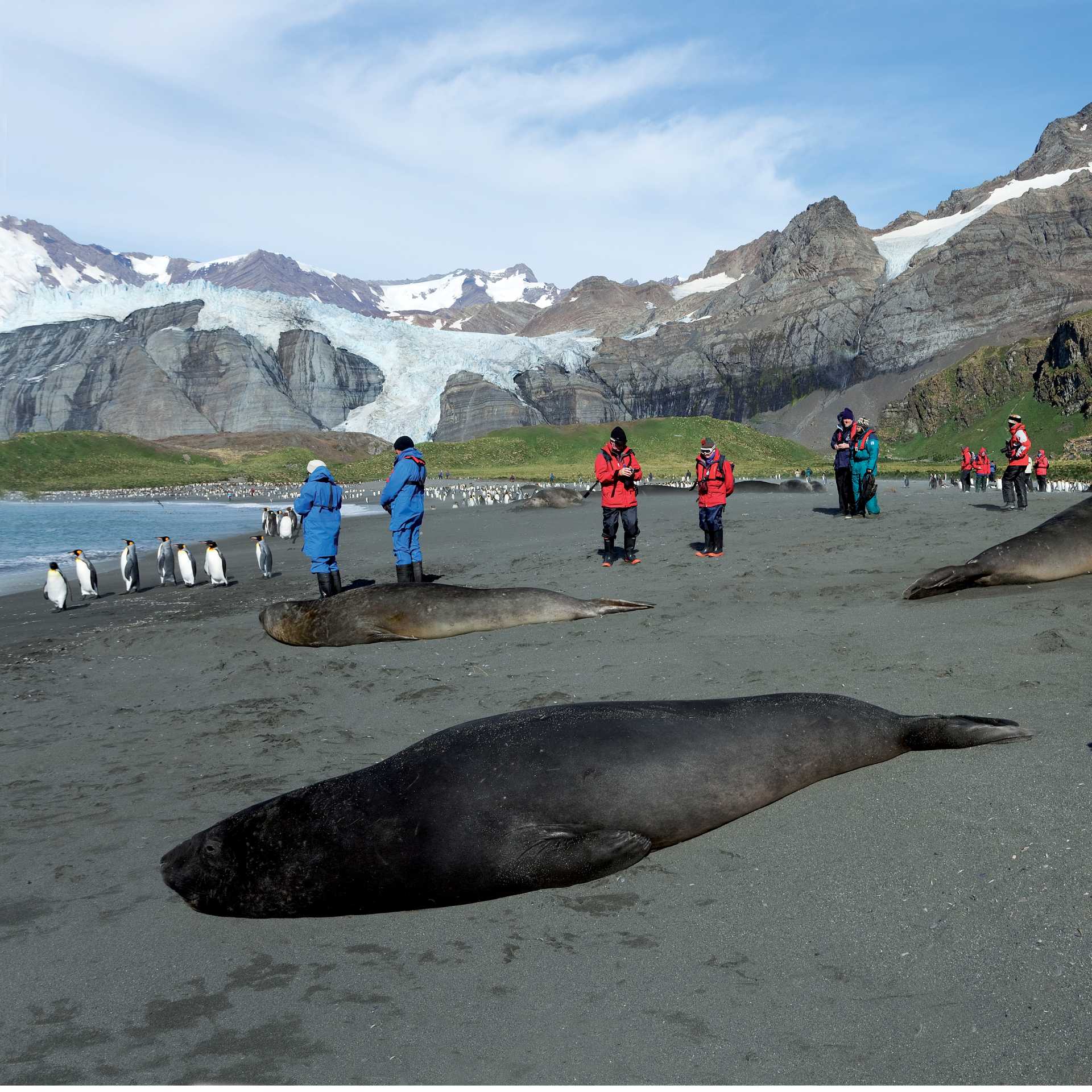 The wildlife rich beaches of South Georgia | Peter Walton