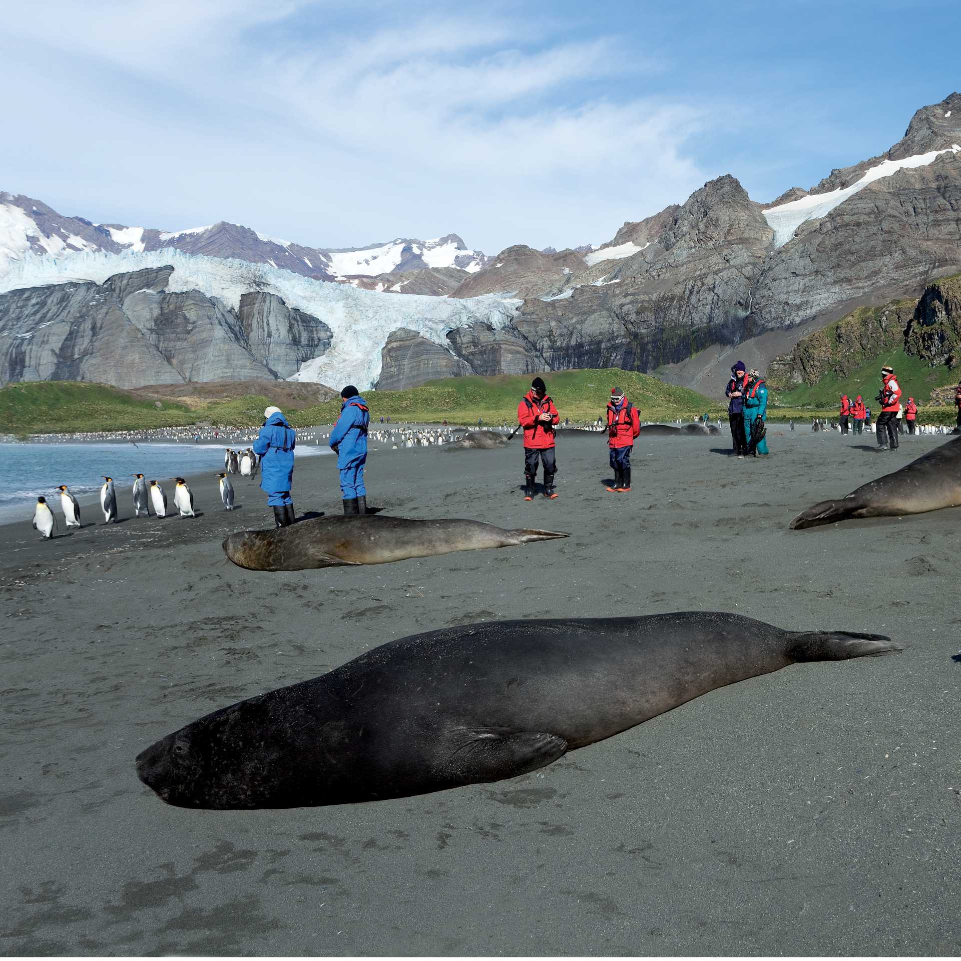 The wildlife rich beaches of South Georgia | Peter Walton