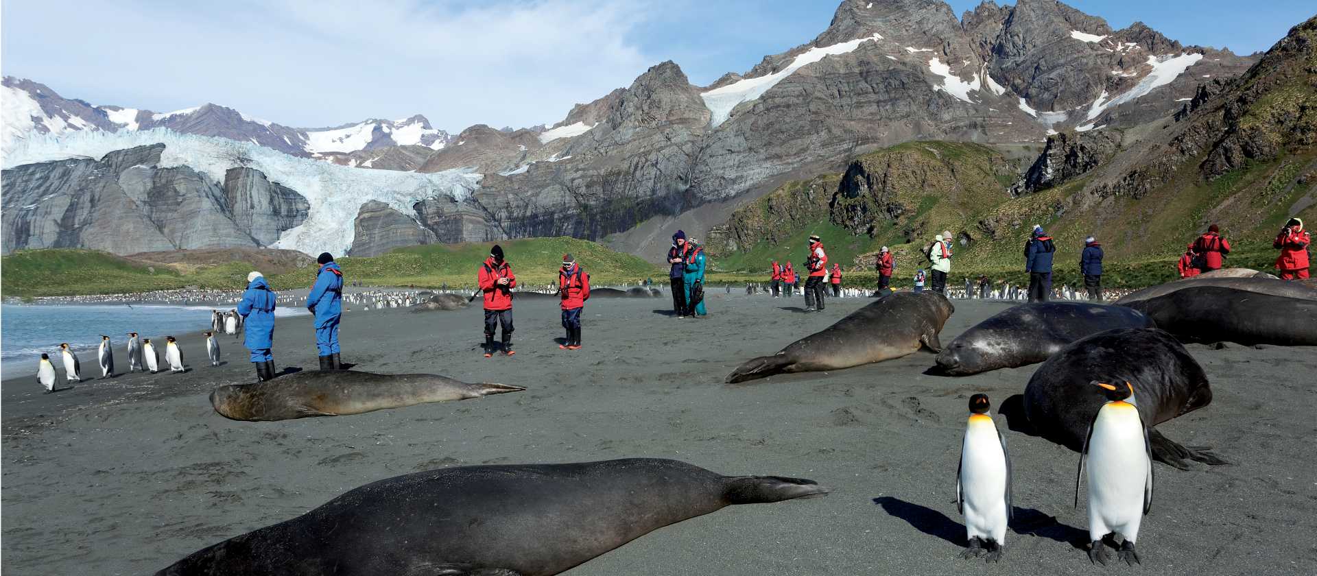 The wildlife rich beaches of South Georgia | Peter Walton