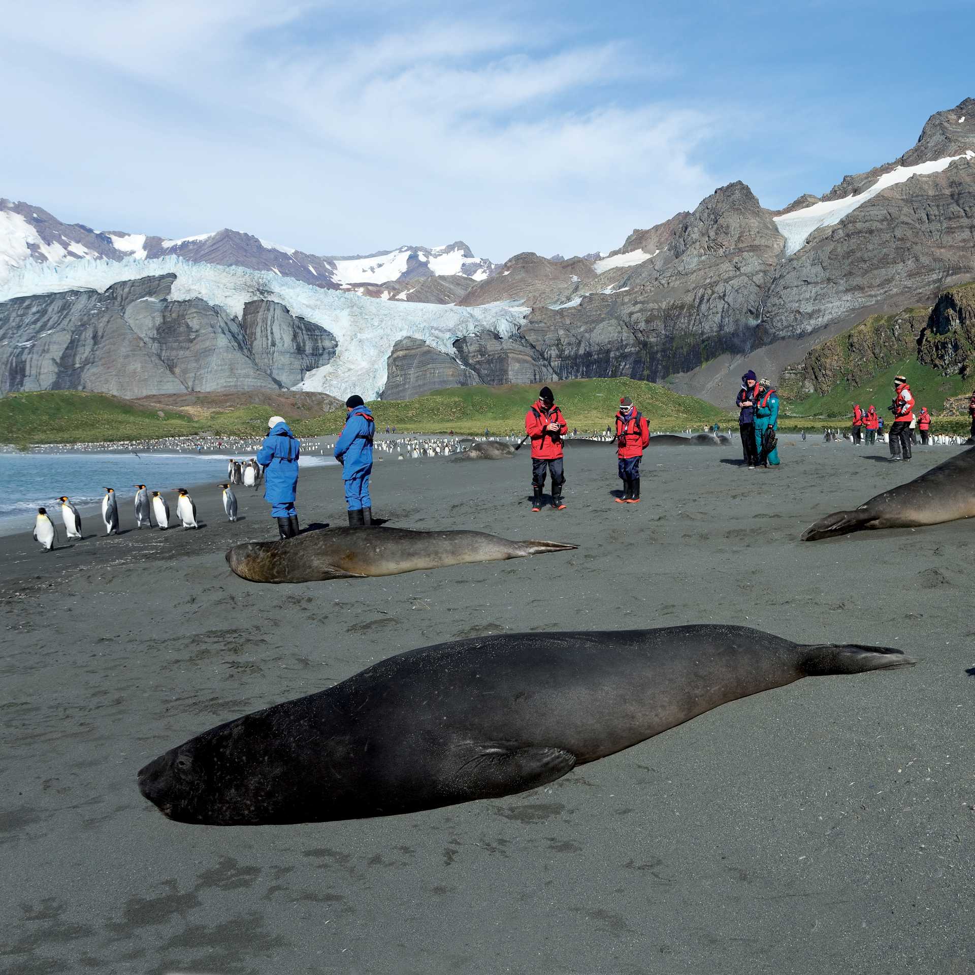 The wildlife rich beaches of South Georgia | Peter Walton