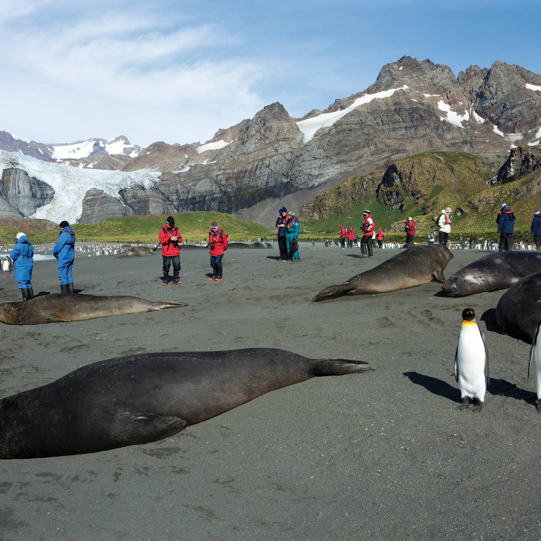 The wildlife rich beaches of South Georgia | Peter Walton
