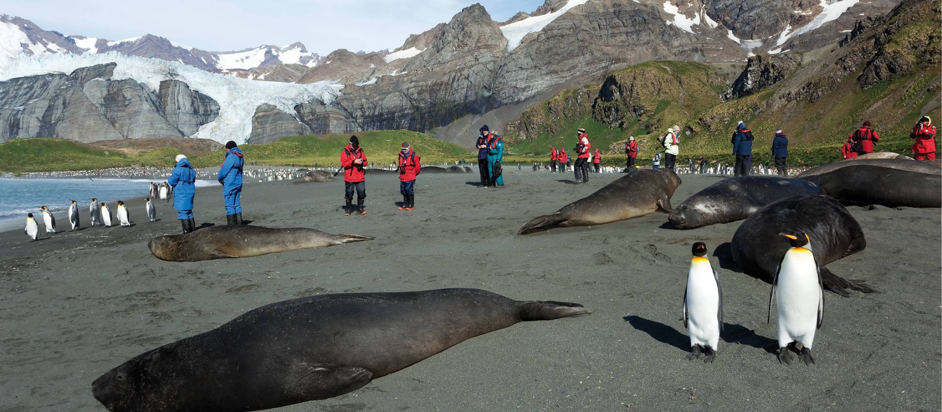 The wildlife rich beaches of South Georgia | Peter Walton