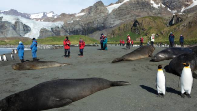The wildlife rich beaches of South Georgia | Peter Walton
