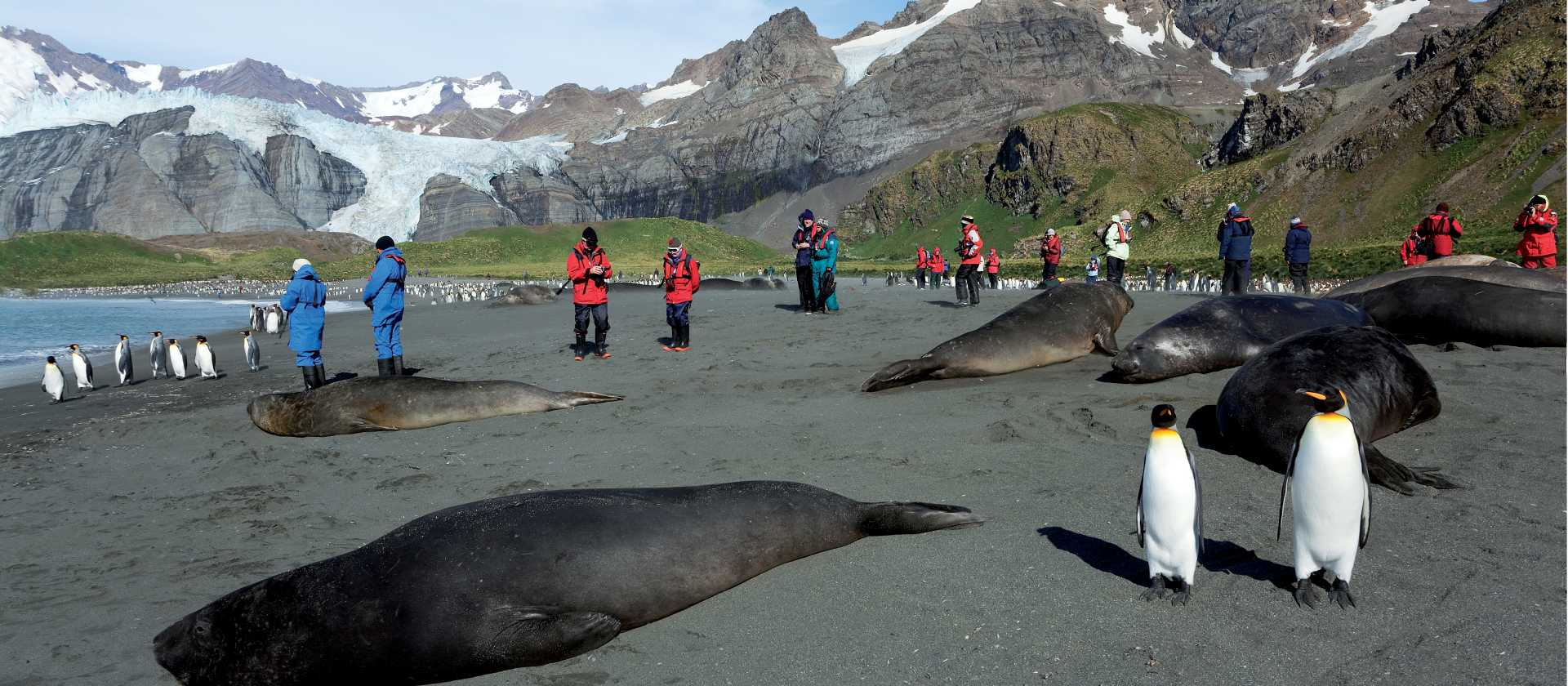 The wildlife rich beaches of South Georgia | Peter Walton