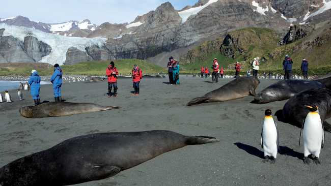 The wildlife rich beaches of South Georgia | Peter Walton