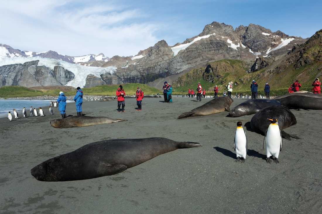 The wildlife rich beaches of South Georgia | Peter Walton
