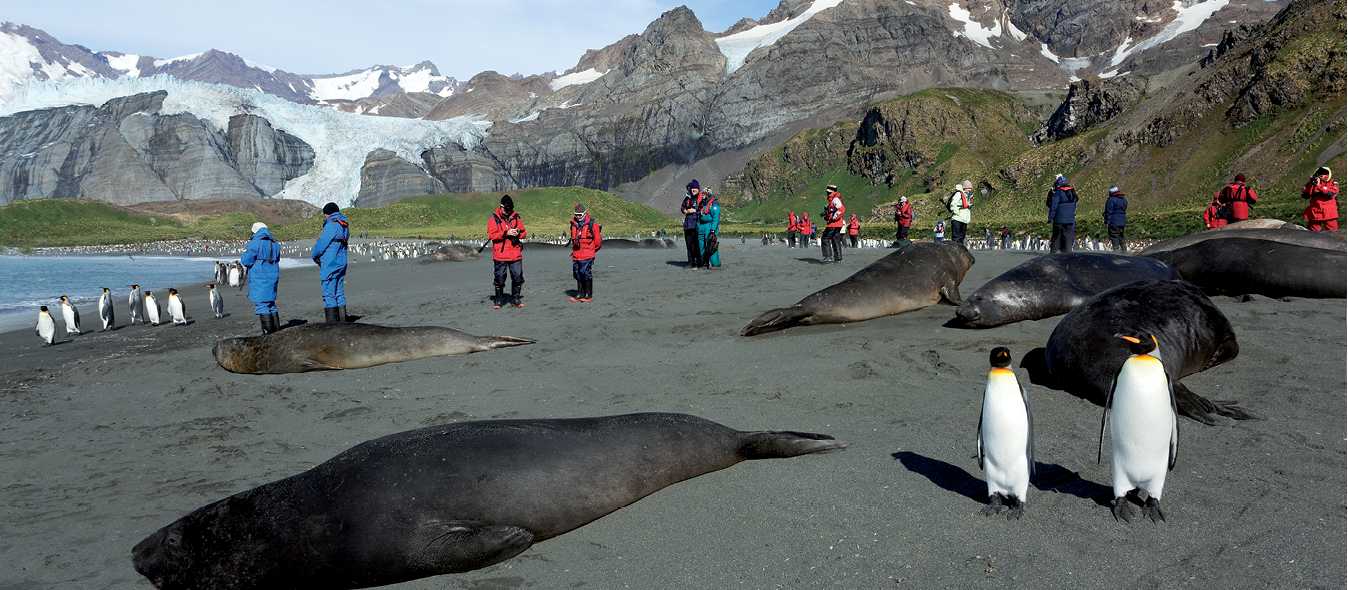 The wildlife rich beaches of South Georgia | Peter Walton