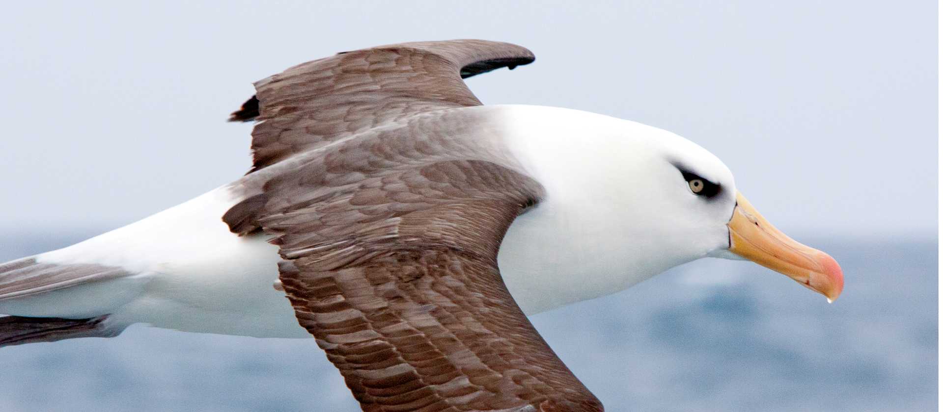 Campbell Island Albatross in flight | Kylie Jones