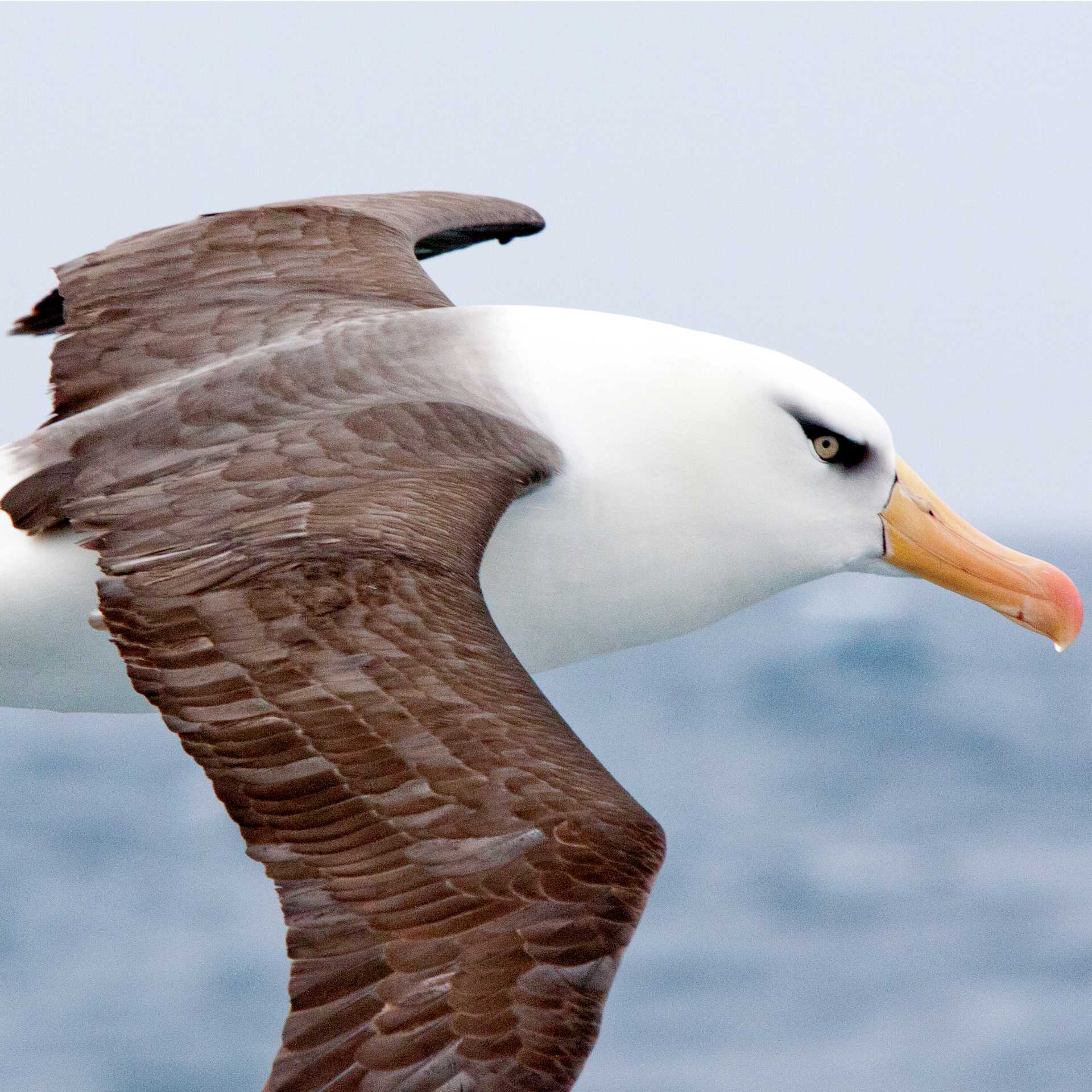 Campbell Island Albatross in flight | Kylie Jones