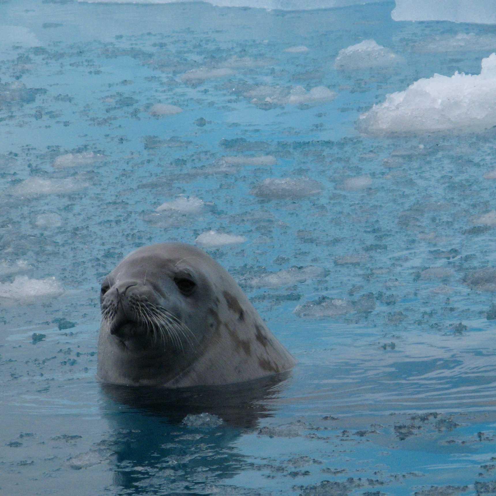 Encountering the wildlife in the Antarctic Peninsula | Sarah Higgins