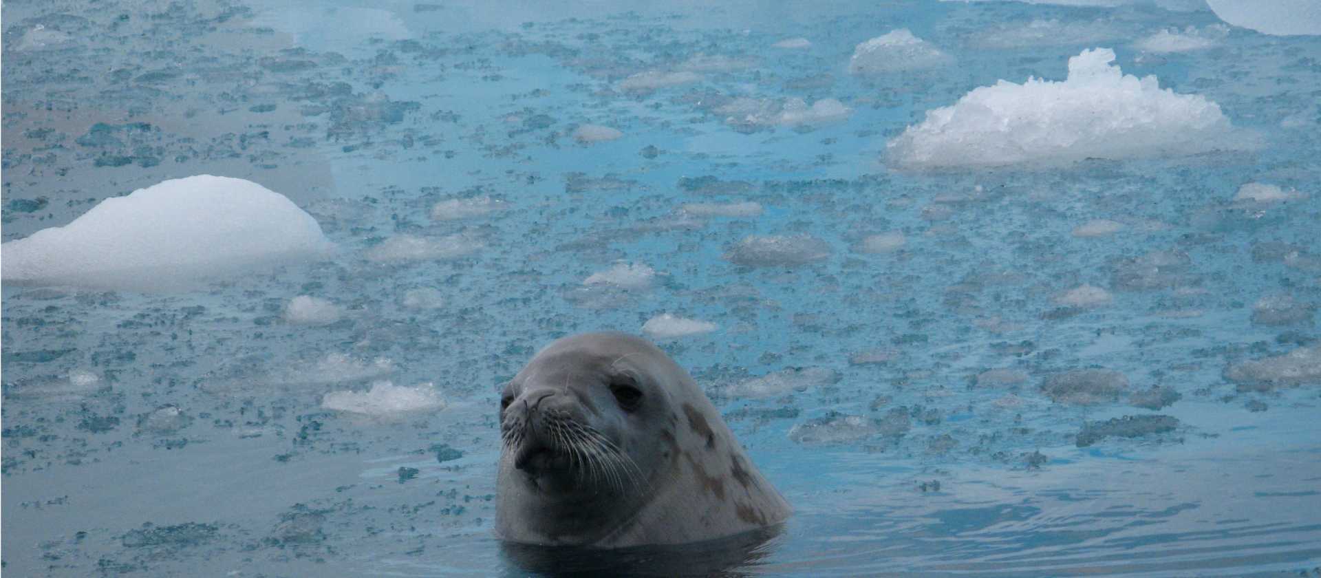 Encountering the wildlife in the Antarctic Peninsula | Sarah Higgins