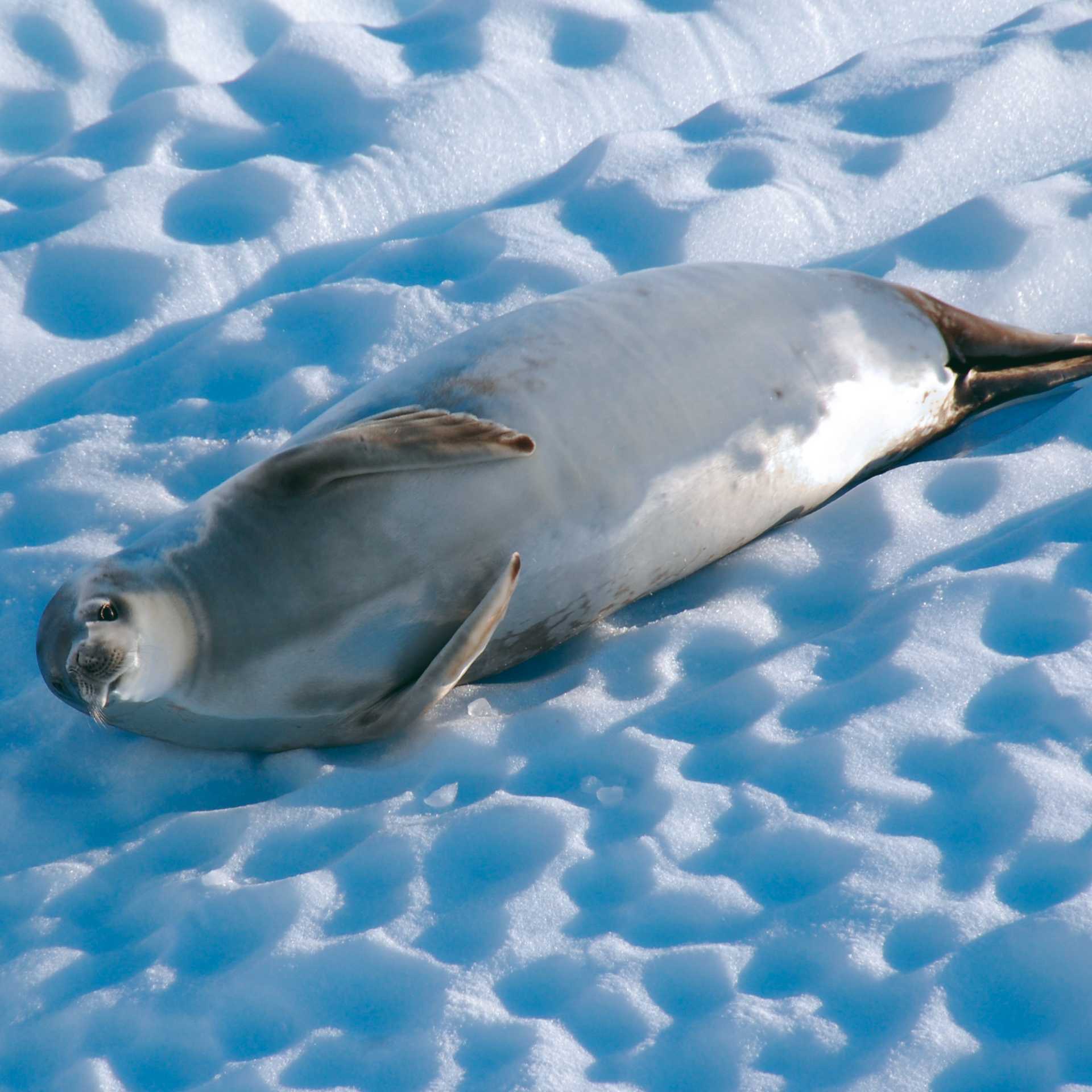 A Crabeater seal relaxes on an iceberg, Antarctica | Eve Ollington